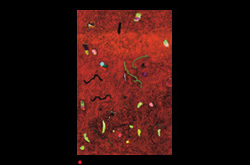 20100201 James Yuncken Safe Fill Level 117 x 79 cm acrylic on board 2010