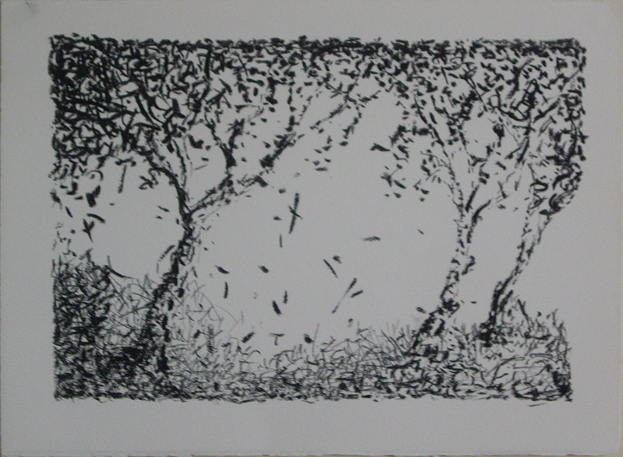 James Yuncken, Suggestions of things - Trees - 27.5 x 38.5 cm, willow charcoal on paper, 2016