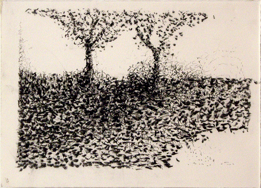 James Yuncken, Suggestions of things - Two Trees - 27.5 x 38.5 cm (paper), willow and conte charcoal on paper, 2016