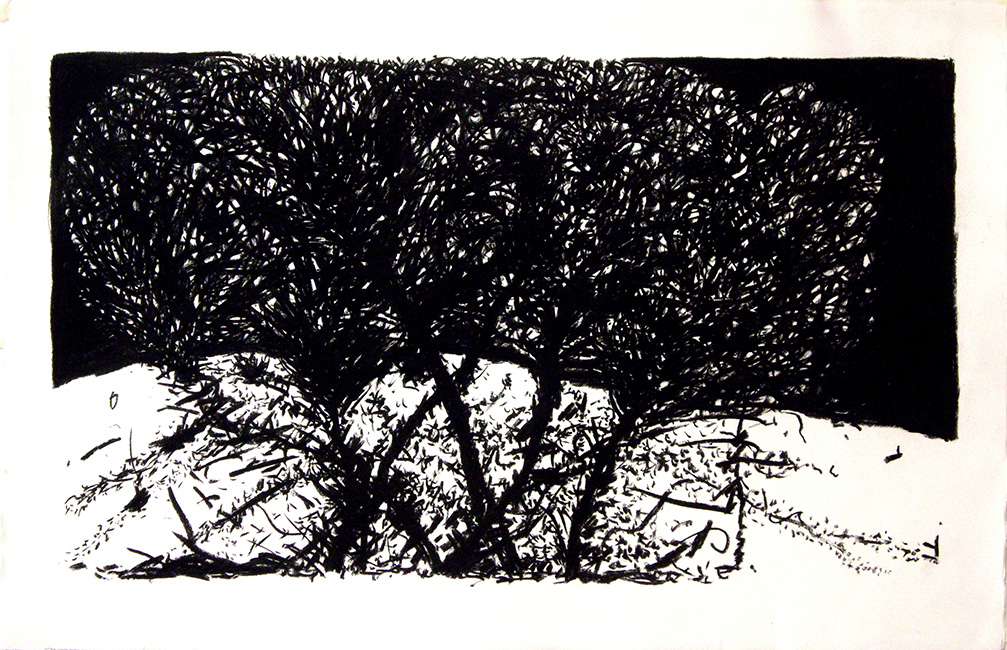 James Yuncken, Stand of trees against a mountain - 70 x 107 cm, charcoal on paper, 2017