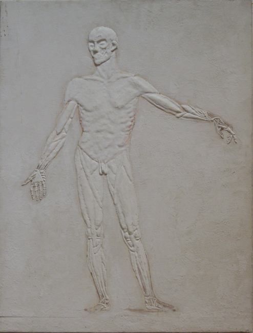 James Yuncken, After Plate 1a, Tabulae Sceleti et Musculorum Corporis Humani by Bernhard Siegfried Albinus,
80 x 61 cm, 1997